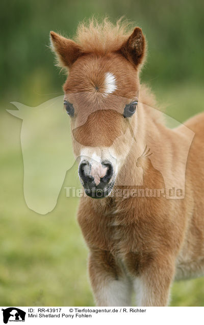 Mini Shetland Pony Fohlen / Miniature Shetland Pony foal / RR-43917