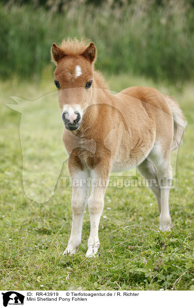 Mini Shetland Pony Fohlen / Miniature Shetland Pony foal / RR-43919