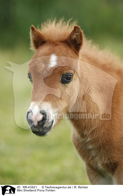 Mini Shetland Pony Fohlen / Miniature Shetland Pony foal / RR-43921