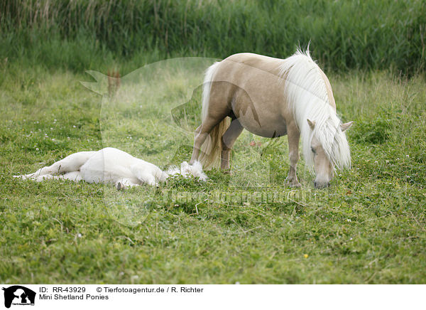 Mini Shetland Ponies / Miniature Shetland Ponies / RR-43929