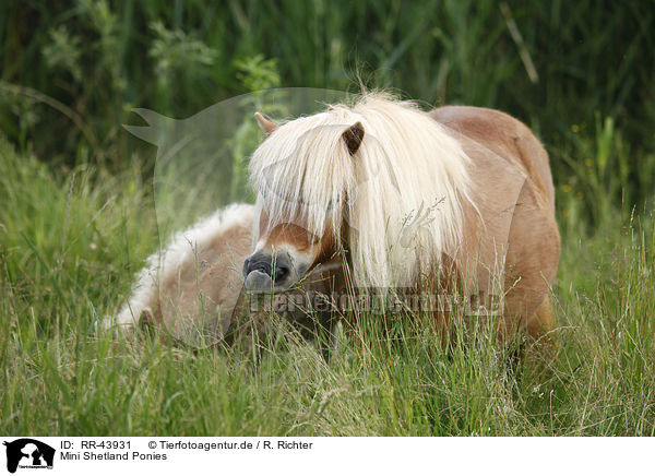 Mini Shetland Ponies / Miniature Shetland Ponies / RR-43931