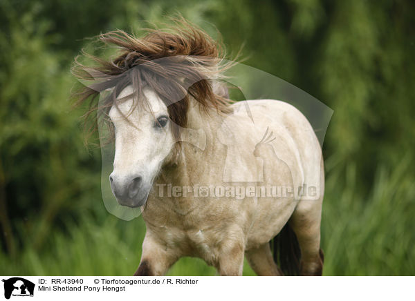 Mini Shetland Pony Hengst / Miniature Shetland Pony stallion / RR-43940