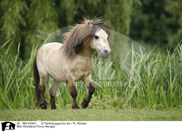 Mini Shetland Pony Hengst / Miniature Shetland Pony stallion / RR-43941