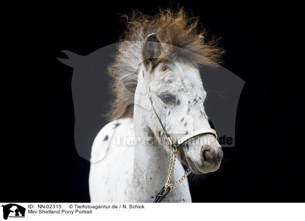 Mini Shetland Pony Portrait / Miniature Shetland Pony Portrait / NN-02315