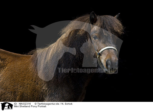 Mini Shetland Pony Portrait / Miniature Shetland Pony Portrait / NN-02316