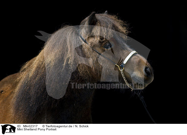 Mini Shetland Pony Portrait / NN-02317