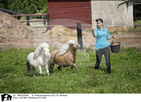 Frau und Mini Shetland Ponies / RR-53589