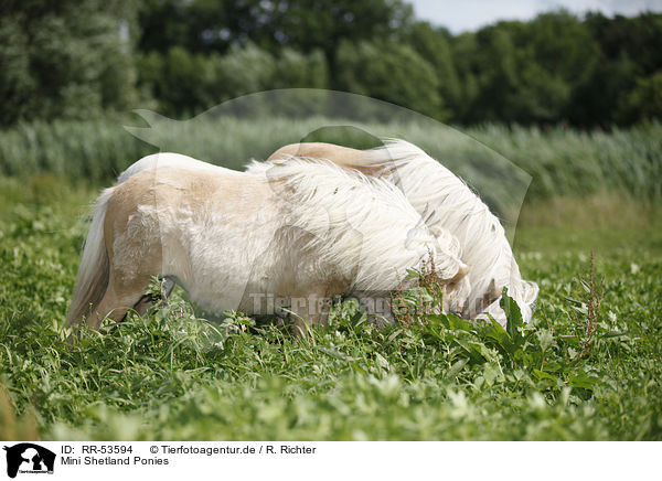 Mini Shetland Ponies / Mini Shetland Ponies / RR-53594