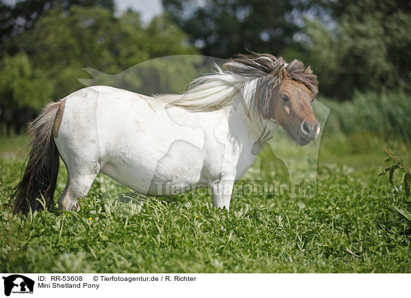 Mini Shetland Pony / RR-53608