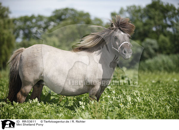 Mini Shetland Pony / RR-53611