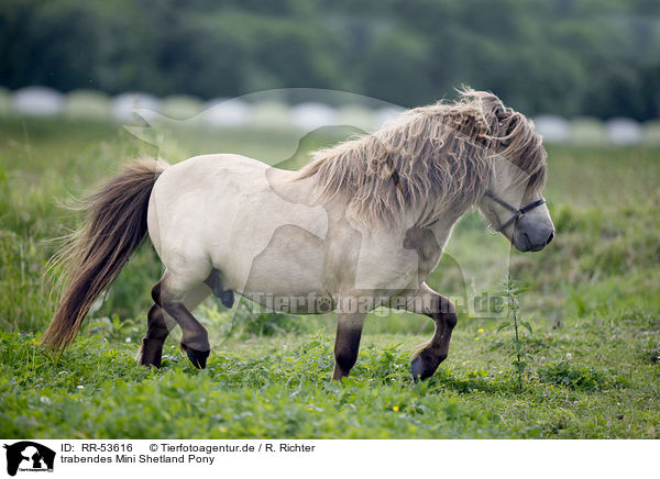 trabendes Mini Shetland Pony / RR-53616