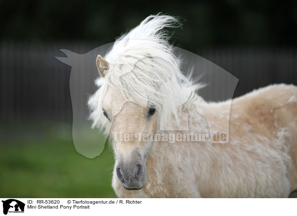 Mini Shetland Pony Portrait / Mini Shetland Pony Portrait / RR-53620