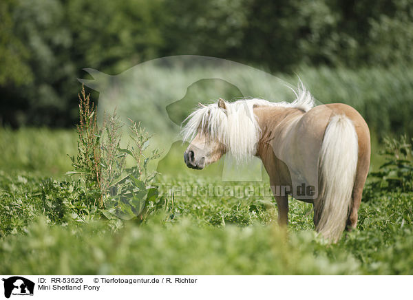 Mini Shetland Pony / RR-53626