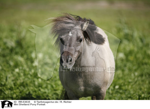 Mini Shetland Pony Portrait / Mini Shetland Pony Portrait / RR-53635