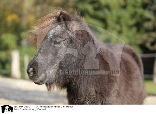 Mini Shetlandpony Portrait / Mini Shetland Pony Portrait / PM-06001
