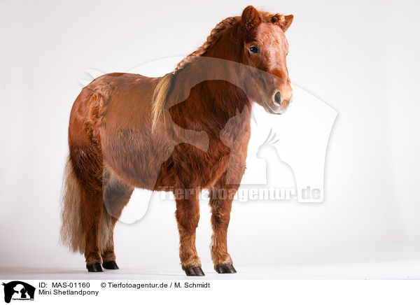 Mini Shetlandpony / Mini Shetland Pony / MAS-01160