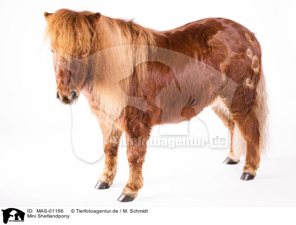 Mini Shetlandpony / Mini Shetland Pony / MAS-01166