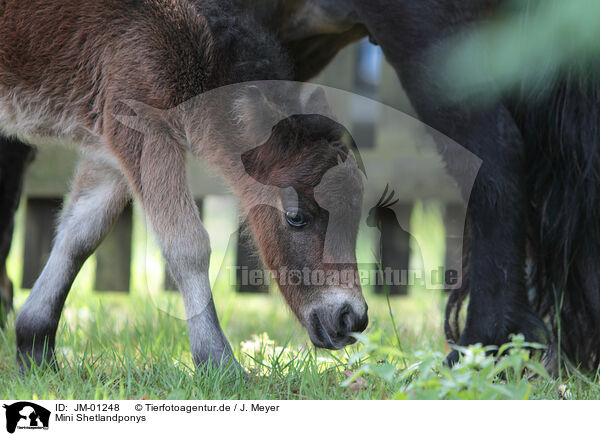 Mini Shetlandponys / JM-01248