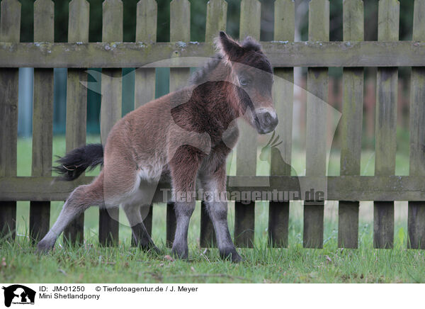 Mini Shetlandpony / Mini Shetland Pony / JM-01250