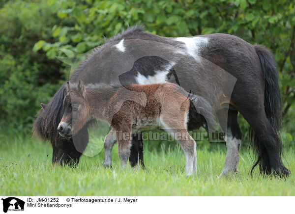 Mini Shetlandponys / JM-01252