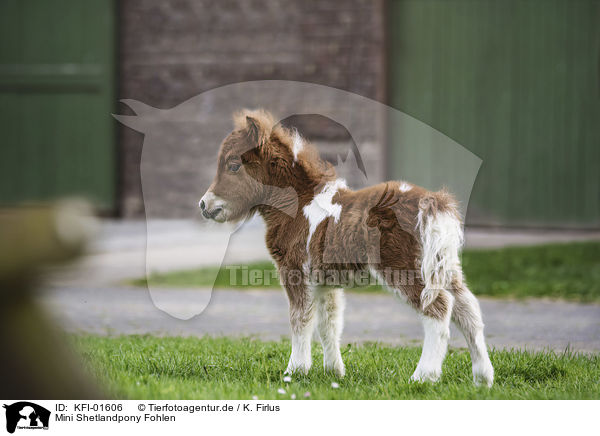 Mini Shetlandpony Fohlen / Mini Shetland Pony Foal / KFI-01606