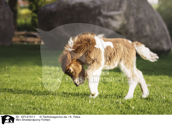 Mini Shetlandpony Fohlen / Mini Shetland Pony Foal / KFI-01611