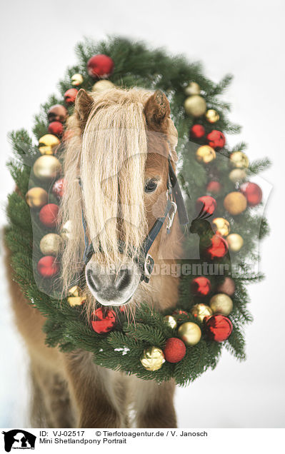 Mini Shetlandpony Portrait / Mini Shetland Pony Portrait / VJ-02517