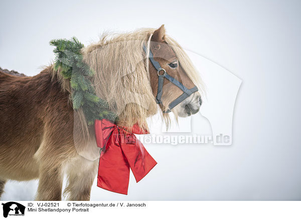 Mini Shetlandpony Portrait / VJ-02521