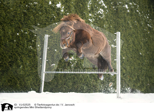 springendes Mini Shetlandpony / jumping Mini Shetland Pony / VJ-02525