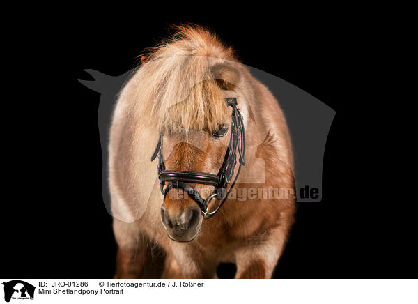 Mini Shetlandpony Portrait / Mini Shetland Pony Portrait / JRO-01286