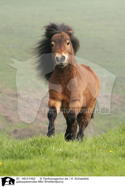 galoppierendes Mini Shetlandpony / galloping Mini Shetland Pony / HS-01482