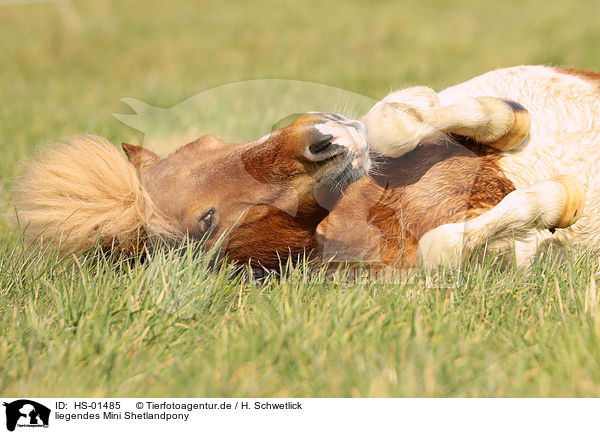 liegendes Mini Shetlandpony / lying Mini Shetland Pony / HS-01485
