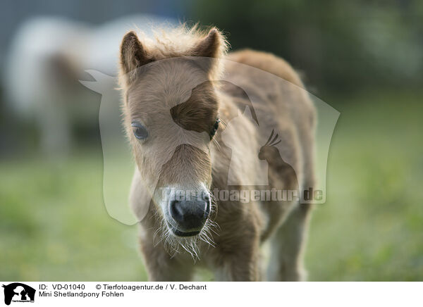 Mini Shetlandpony Fohlen / Mini Shetland Pony foal / VD-01040