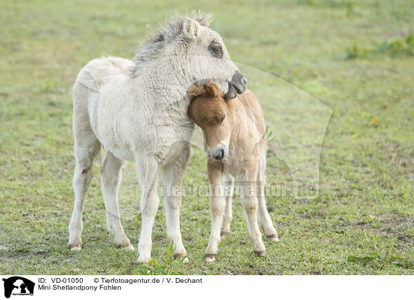 Mini Shetlandpony Fohlen / Mini Shetland Pony foals / VD-01050