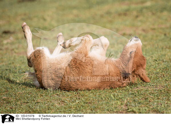 Mini Shetlandpony Fohlen / Mini Shetland Pony foal / VD-01078