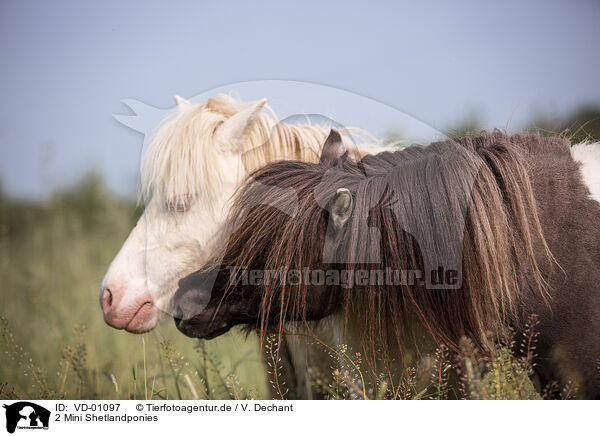2 Mini Shetlandponies / 2 Mini Shetland Ponies / VD-01097