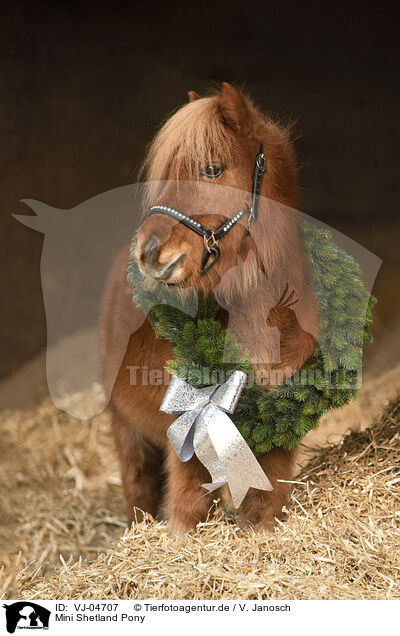 Mini Shetland Pony / VJ-04707
