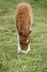 Mini Shetland Pony Fohlen