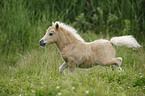 Mini Shetland Pony Fohlen