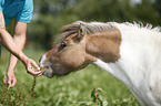 fressendes Mini Shetland Pony