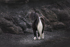 Mini Shetland Pony