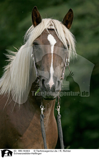 Schwarzwlder-Haflinger / Black-Forest-Horse-Haflinger crossbreed / RR-16483