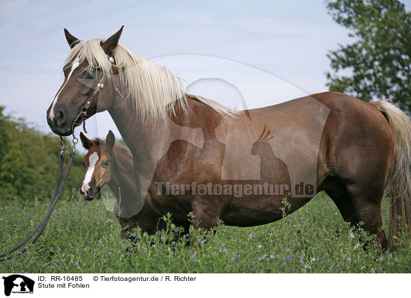 Stute mit Fohlen / mare with foal / RR-16485