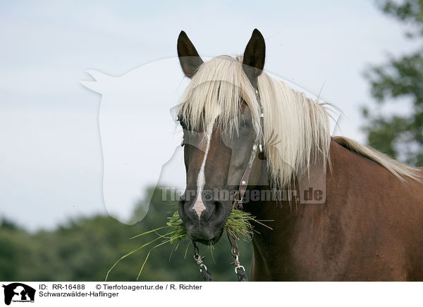 Schwarzwlder-Haflinger / Black-Forest-Horse-Haflinger crossbreed / RR-16488