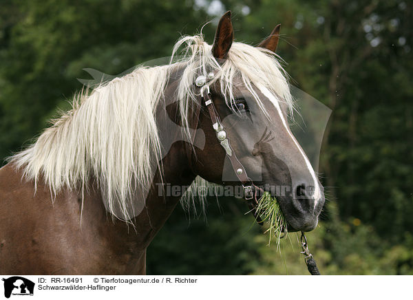 Schwarzwlder-Haflinger / Black-Forest-Horse-Haflinger crossbreed / RR-16491