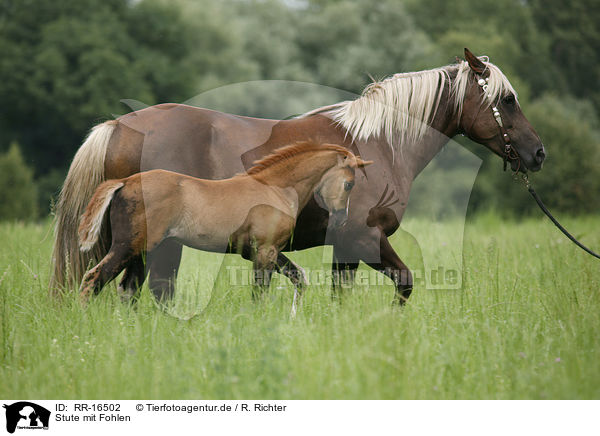 Stute mit Fohlen / mare with foal / RR-16502