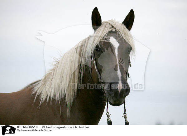 Schwarzwlder-Haflinger / Black-Forest-Horse-Haflinger crossbreed / RR-16510