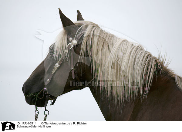 Schwarzwlder-Haflinger / Black-Forest-Horse-Haflinger crossbreed / RR-16511