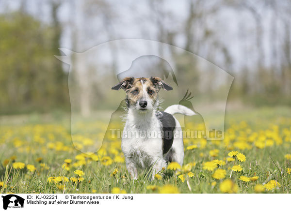 Mischling auf einer Blumenwiese / Mongrel on a flower meadow / KJ-02221