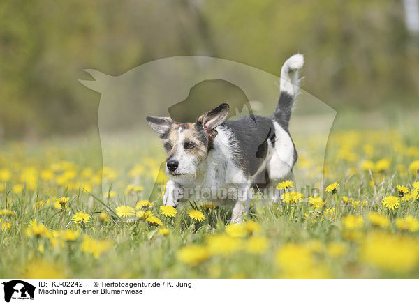 Mischling auf einer Blumenwiese / Mongrel on a flower meadow / KJ-02242